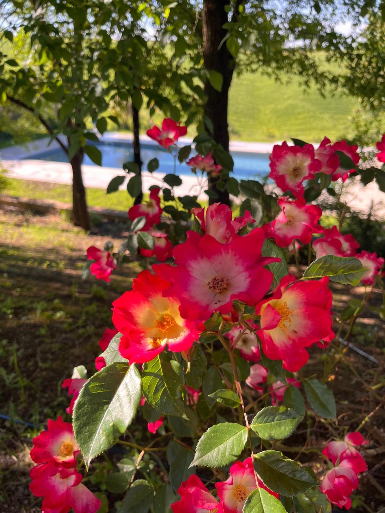 Agriturismo San Fabio Кастелнуово Берарденга Екстериор снимка